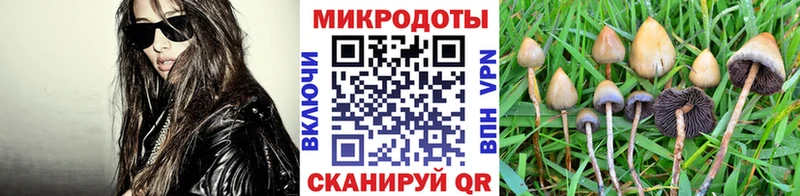 Купить где Михайлов Псилоцибиновые грибы Psilocybine cubensis